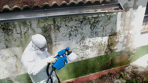 Trusted Basement Mold Remediation service in Airville, PA - Cheap Mold Removal